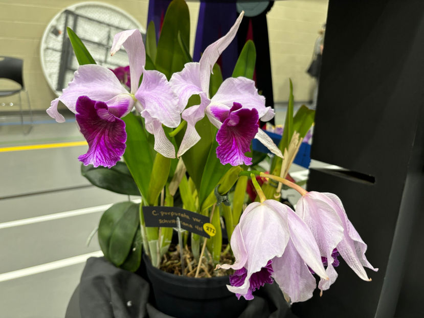  - Calgary Orchid Show 2024