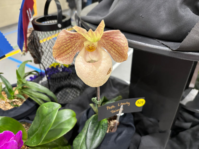  - Calgary Orchid Show 2024