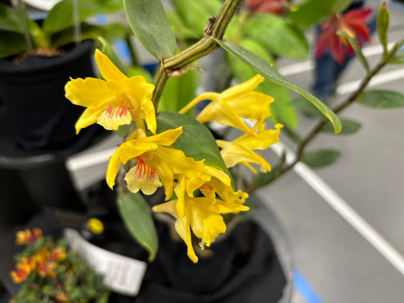  - Calgary Orchid Show 2024