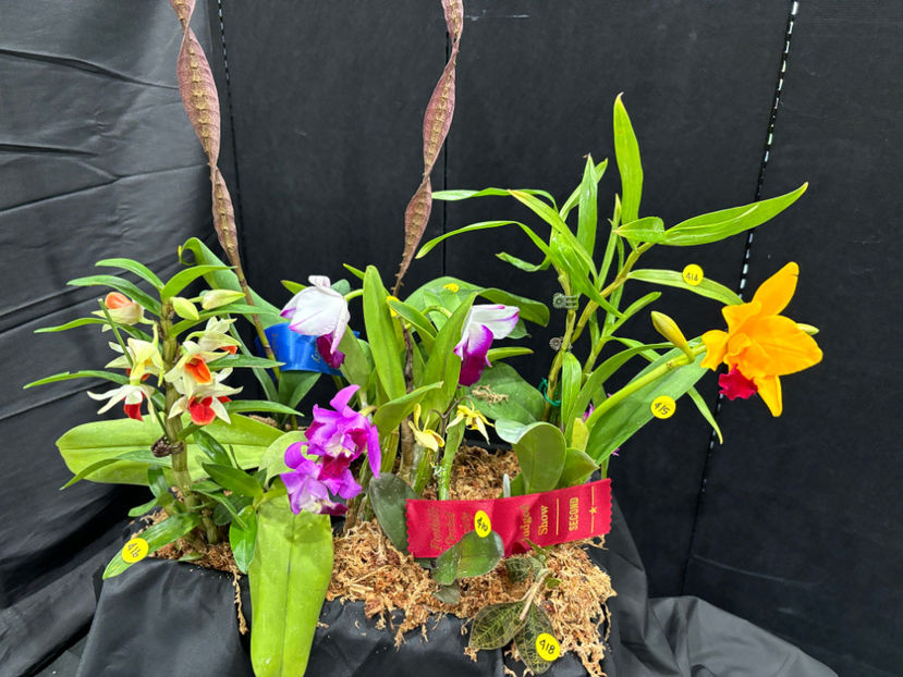  - Calgary Orchid Show 2024