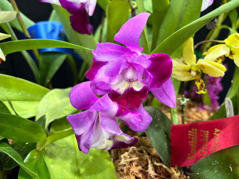  - Calgary Orchid Show 2024