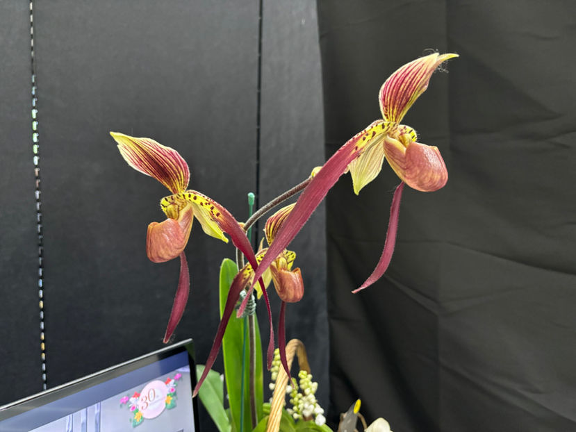  - Calgary Orchid Show 2024