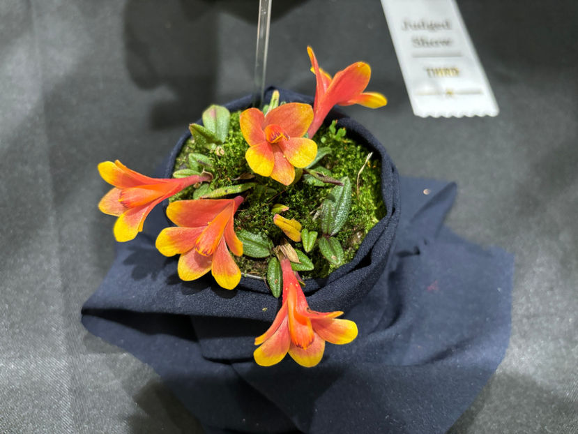  - Calgary Orchid Show 2024