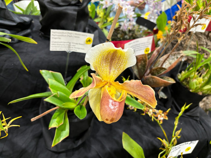  - Calgary Orchid Show 2024