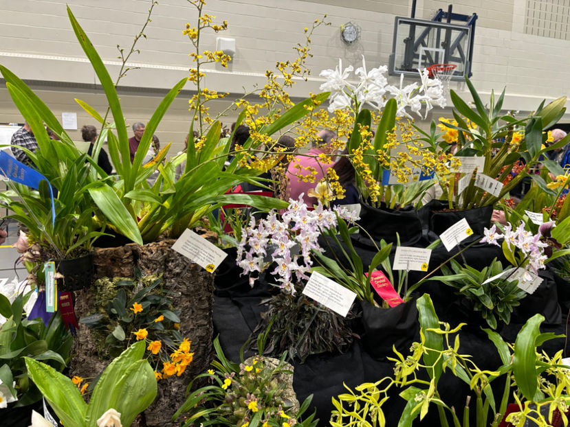  - Calgary Orchid Show 2024