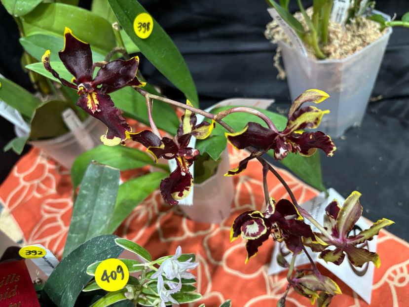  - Calgary Orchid Show 2024