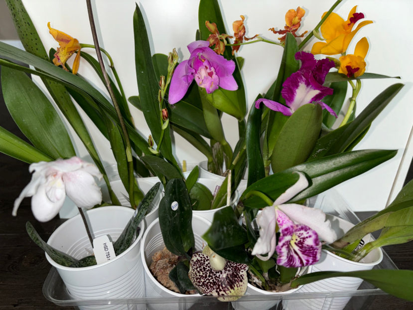 captura :))) - Calgary Orchid Show 2024