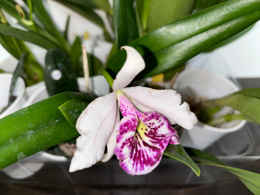  - Calgary Orchid Show 2024