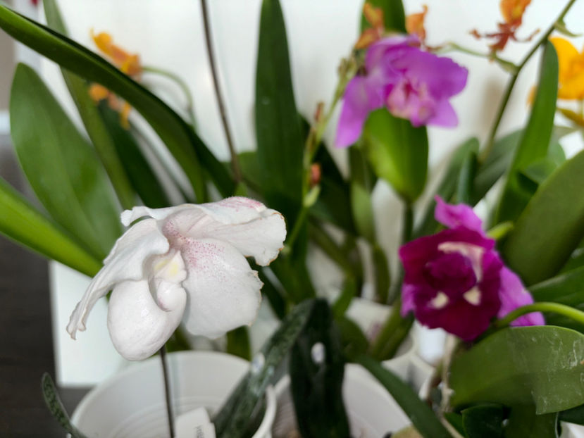  - Calgary Orchid Show 2024