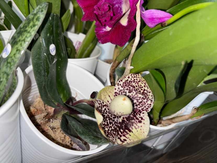 - Calgary Orchid Show 2024