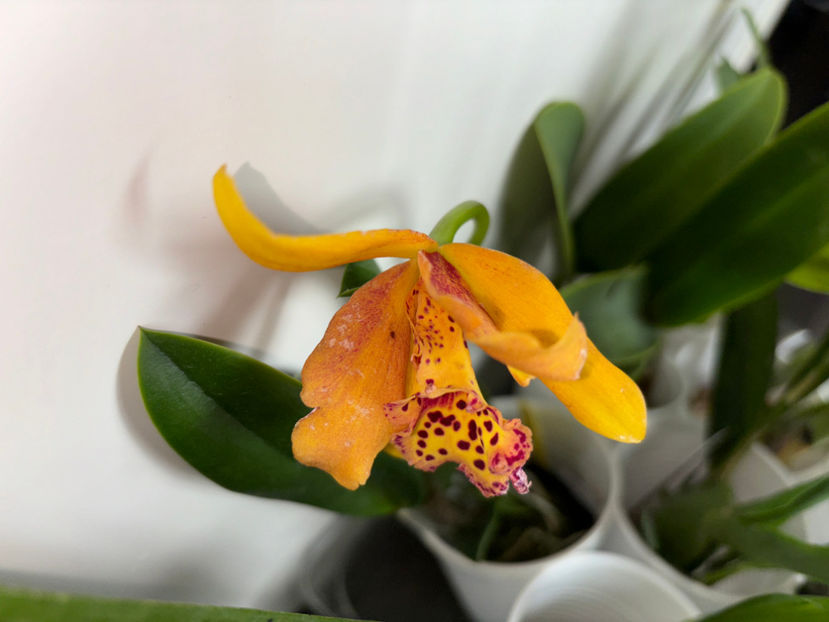  - Calgary Orchid Show 2024
