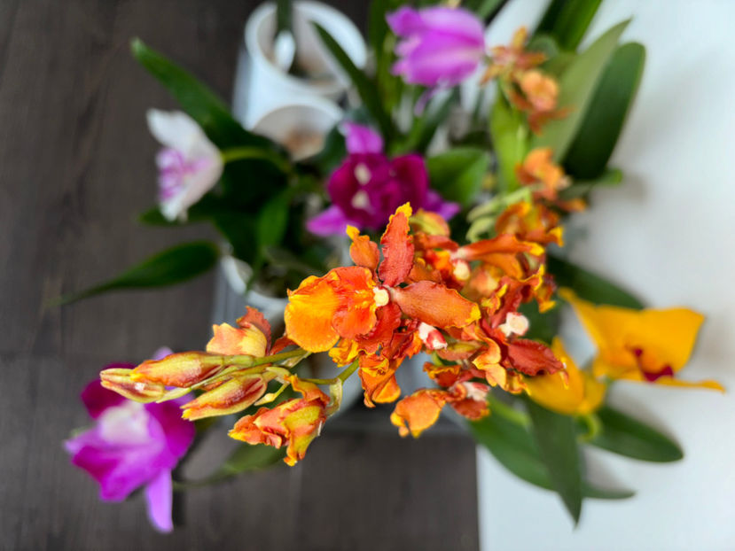  - Calgary Orchid Show 2024