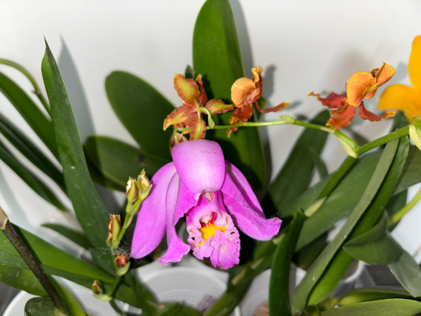  - Calgary Orchid Show 2024