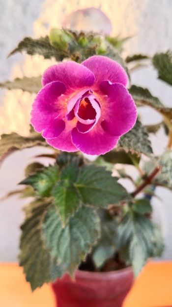 2024 - 2024-Aurika s Raspberry Yolk