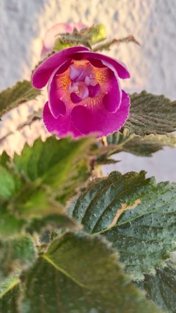  - 2024-Aurika s Raspberry Yolk