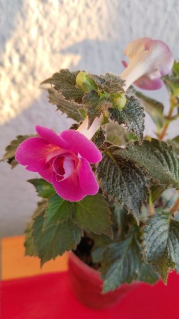  - 2024-Aurika s Raspberry Yolk
