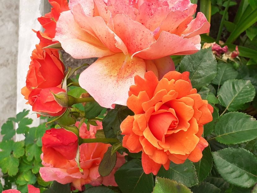  - Caffe - Easy Does It - Rapsody in Blue