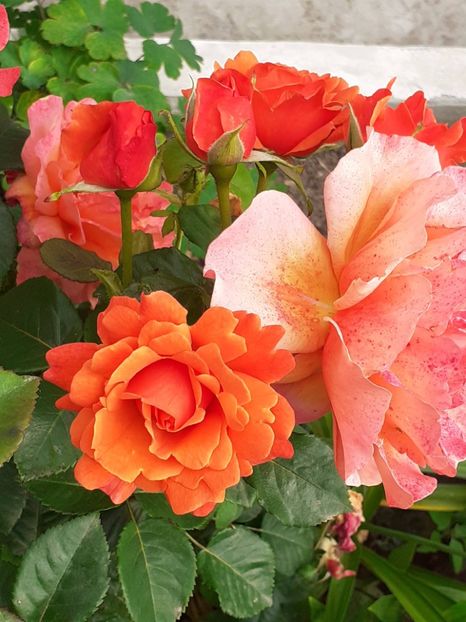  - Caffe - Easy Does It - Rapsody in Blue