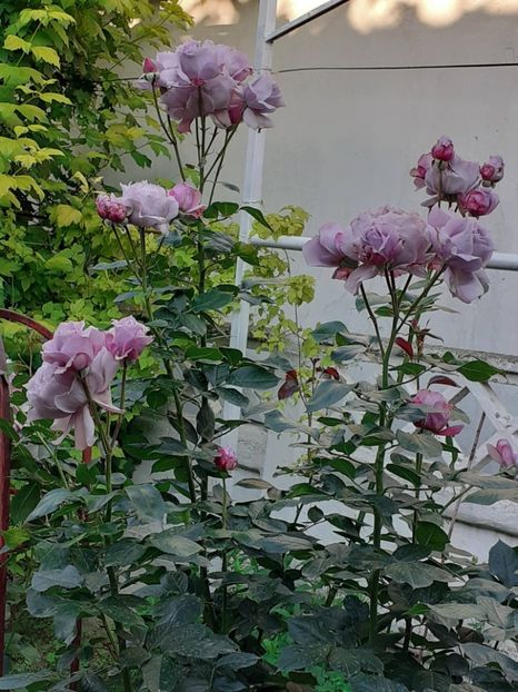  - Novalis 2022- 2023-2024