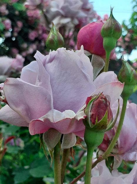  - Novalis 2022- 2023-2024