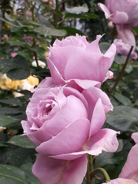  - Novalis 2022- 2023-2024