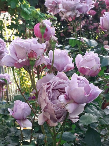  - Novalis 2022- 2023-2024