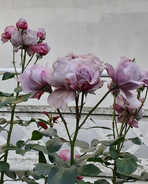  - Novalis 2022- 2023-2024