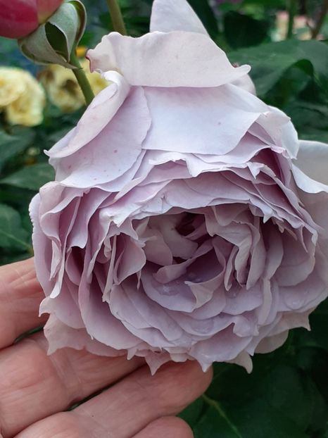  - Novalis 2022- 2023-2024