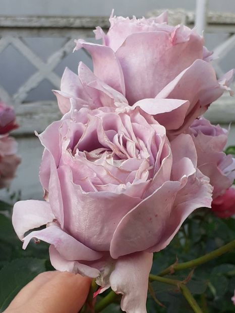  - Novalis 2022- 2023-2024