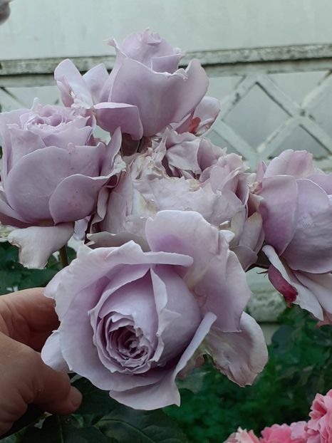  - Novalis 2022- 2023-2024