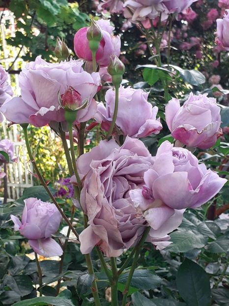  - Novalis 2022- 2023-2024