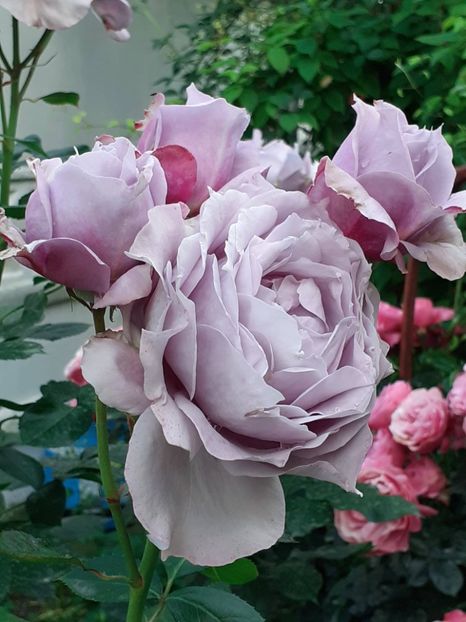  - Novalis 2022- 2023-2024