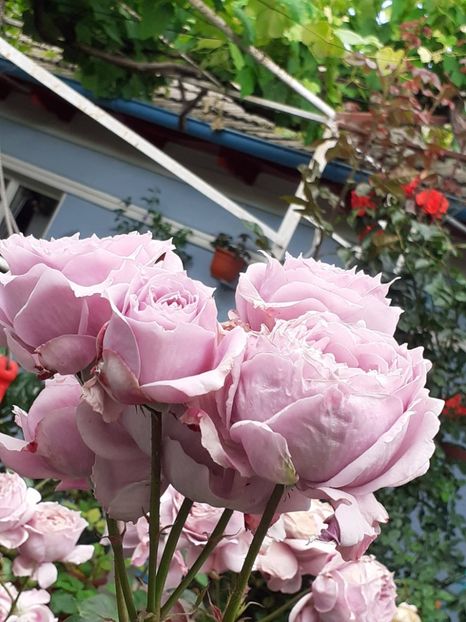  - Novalis 2022- 2023-2024