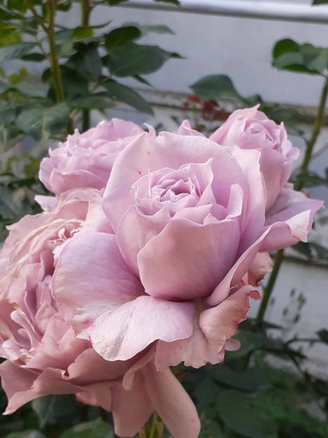  - Novalis 2022- 2023-2024