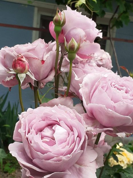  - Novalis 2022- 2023-2024