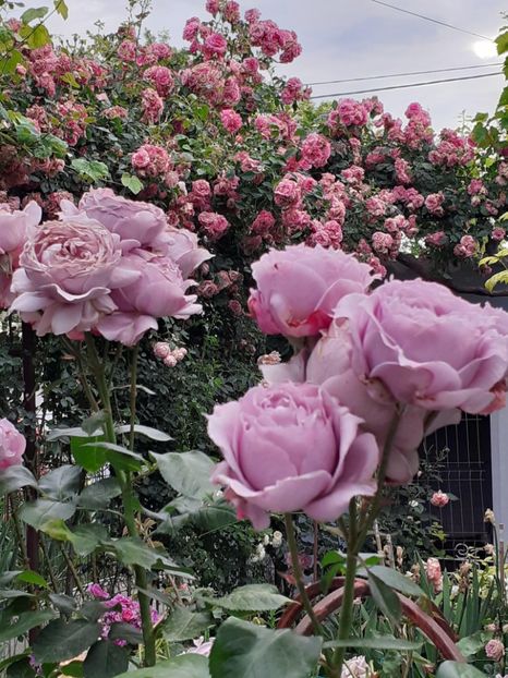  - Novalis 2022- 2023-2024