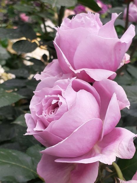  - Novalis 2022- 2023-2024