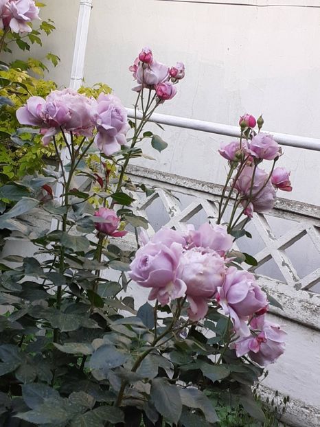  - Novalis 2022- 2023-2024