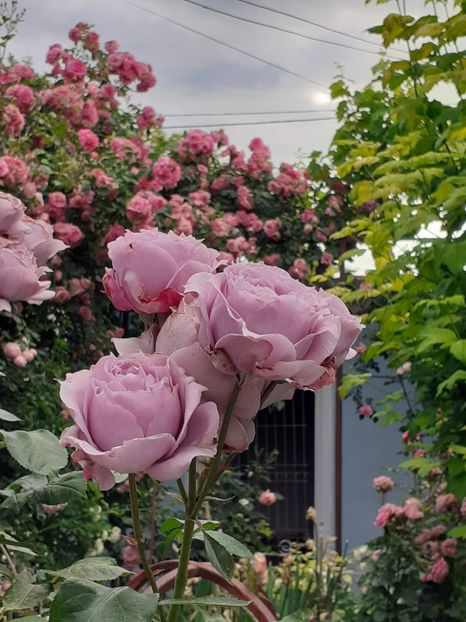  - Novalis 2022- 2023-2024