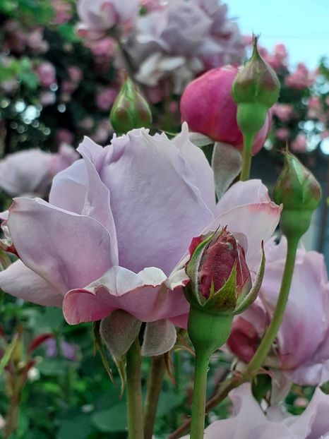  - Novalis 2022- 2023-2024