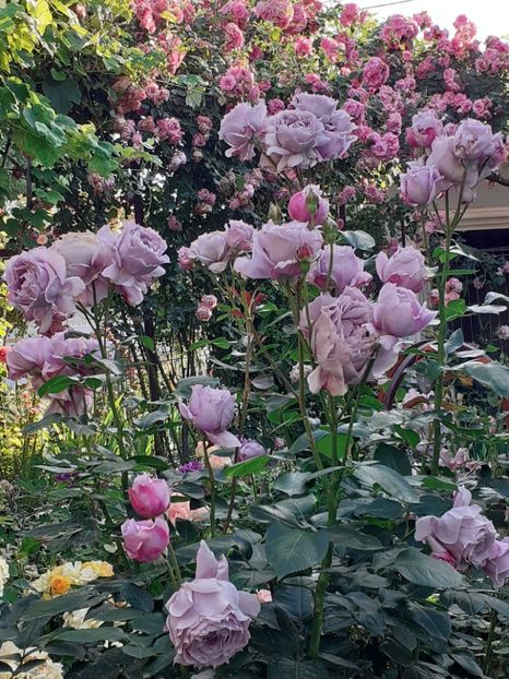  - Novalis 2022- 2023-2024