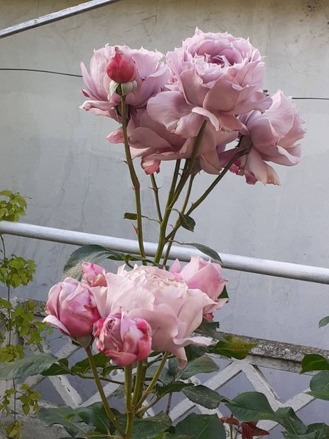  - Novalis 2022- 2023-2024