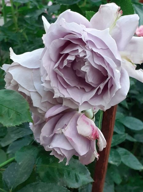  - Novalis 2022- 2023-2024