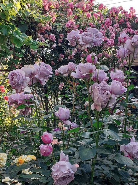  - Novalis 2022- 2023-2024