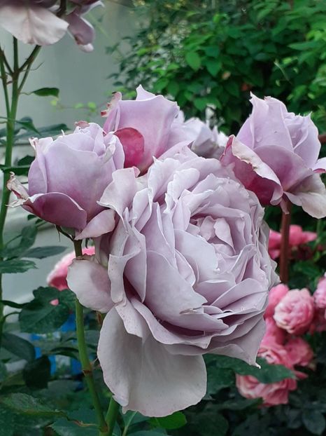 20240530_192151(0) - Novalis 2022- 2023-2024