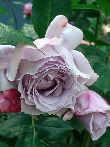  - Novalis 2022- 2023-2024