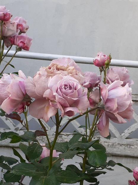  - Novalis 2022- 2023-2024