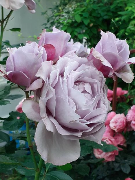  - Novalis 2022- 2023-2024