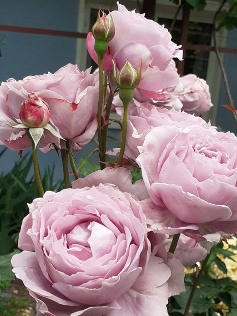  - Novalis 2022- 2023-2024