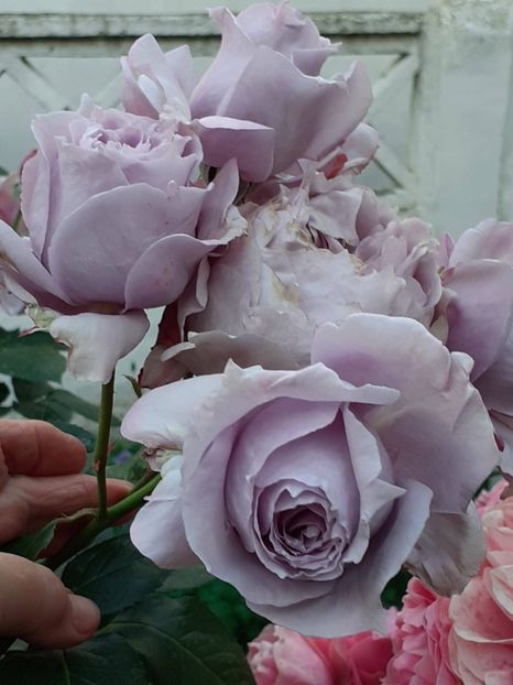  - Novalis 2022- 2023-2024